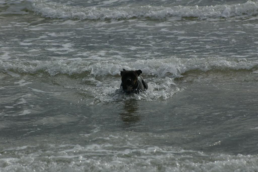 Lola on holiday (pic heavy) IMGP8946_zps43ae687e