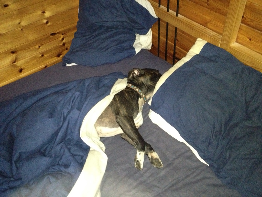 Do you let your staffy sleep in the same bed as you? I do 3281B0B7-BE6A-40D5-8B67-C65AAEE5303F-1091-00000220D22BC630_zps2e8ba089