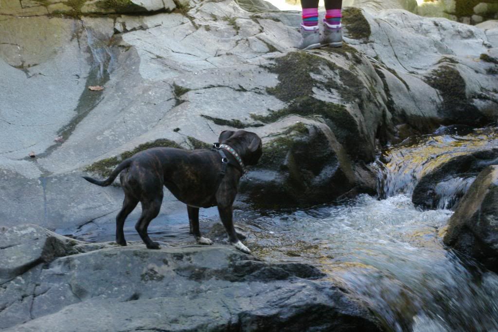 Lola in the Lake District (**pic heavy**) IMGP8279_zps6af83817