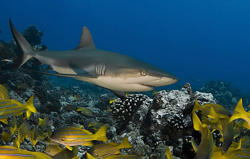 Allah'ın c.c yaratmasındaki çok güzel renkler - Balıklar GreyShark