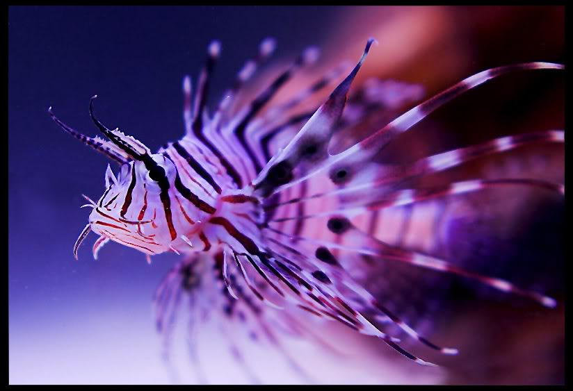 Allah'ın c.c yaratmasındaki çok güzel renkler - Balıklar Lionfish