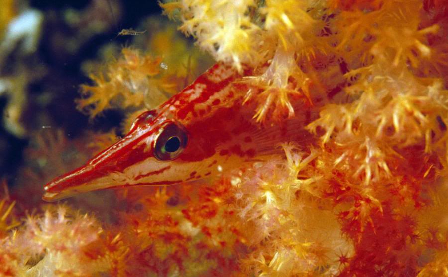 Allah'ın c.c yaratmasındaki çok güzel renkler - Balıklar LongnoseHawkfish