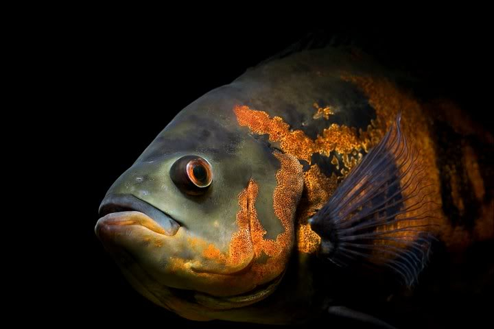 Allah'ın c.c yaratmasındaki çok güzel renkler - Balıklar Oscarfishfromthecichlidfamily