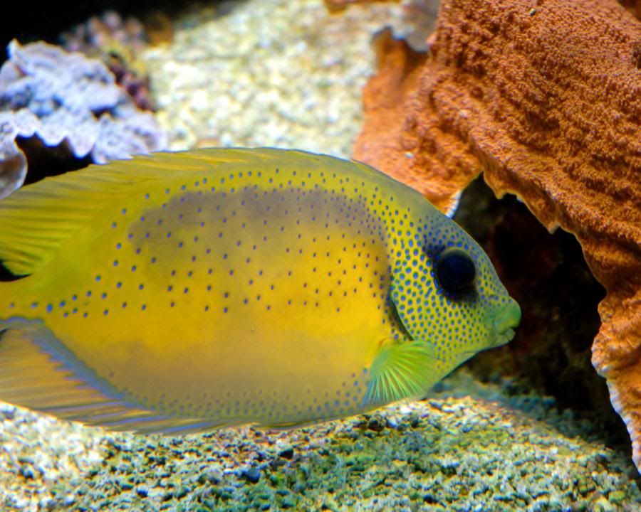 Allah'ın c.c yaratmasındaki çok güzel renkler - Balıklar PacificCoralRabbitfish