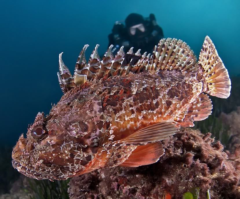 Allah'ın c.c. yaratmasındaki çok güzel renkler Scorpionfish