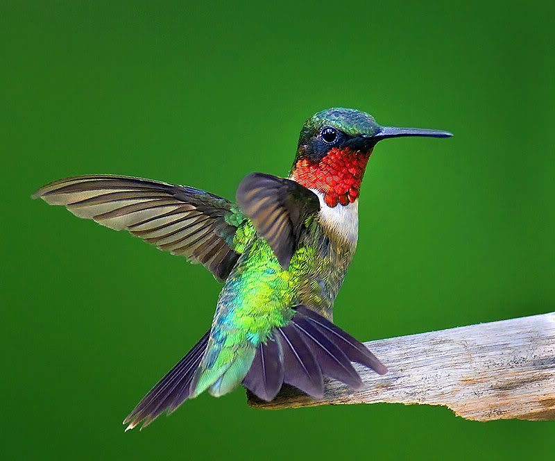 Allah'ın c.c. yaratmasındaki çok güzel renkler  -  Kuşlar - Sayfa 3 1226122366enRpYAm