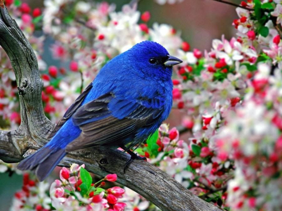 Allah'ın c.c. yaratmasındaki çok güzel renkler  -  Kuşlar - Sayfa 2 1236006736Tejv3jZ