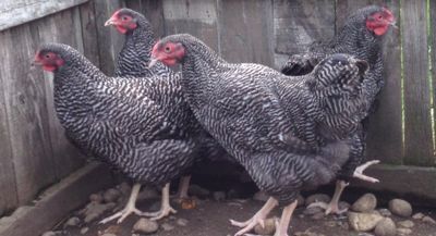 7 Barred Rock/Black Wyandotte Pullets for sale IMG_0515_zpsb5375029