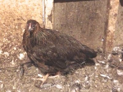 Various Pullets and roos for sale - July 17th  Edmonton Area IMG_0566_zpse98e8ed5