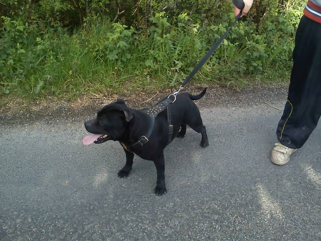 angel and trice on there daily walk today. DSC00071