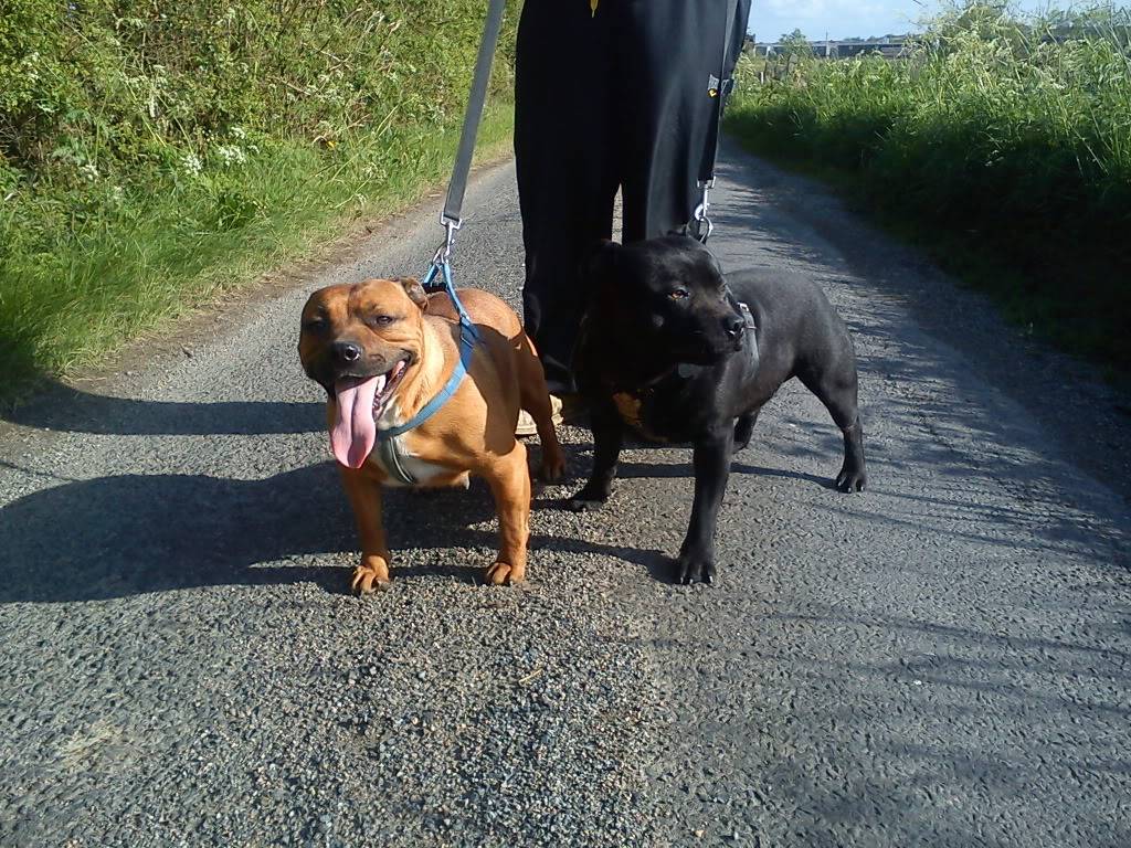 angel and trice on there daily walk today. DSC00086