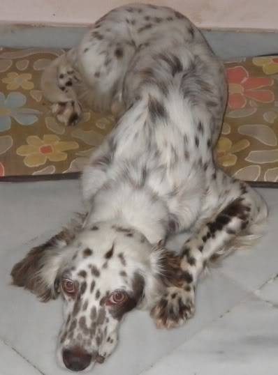 Θηλυκό english setter χαρίζεται!!  Jessy3