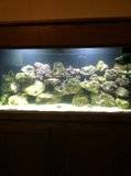 Sam's 75G reef... in progress Th_EFC7E23A_zps63aea691