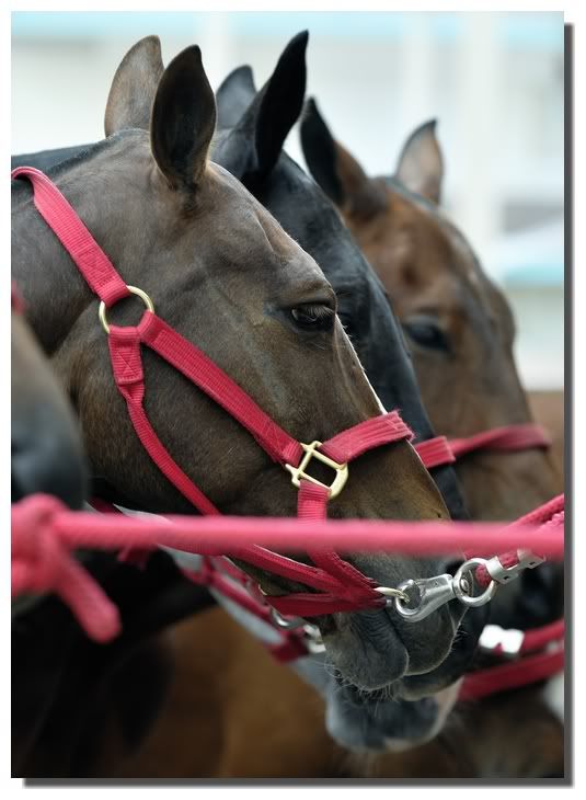 Polo 2010/ Maj Hardelot (ouvert) _D308835