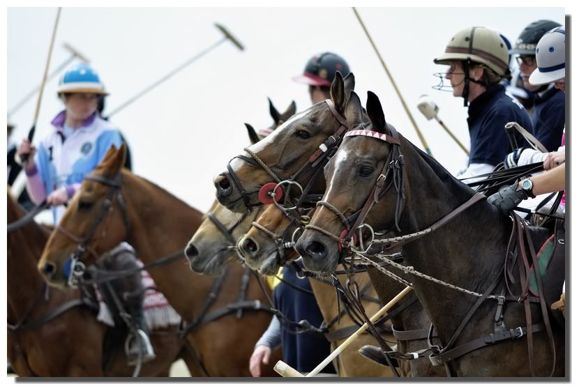 Polo 2010/ Maj Hardelot (ouvert) _D308964