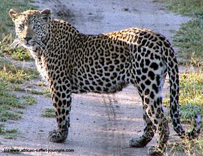 ANH HÙNG & MỸ NHÂN SHOP - SUMMER BIG SALE - 1 tháng, SALE OFF 50% ,hàng độc, giá rẻ Luangwa-safari-leopard-32580