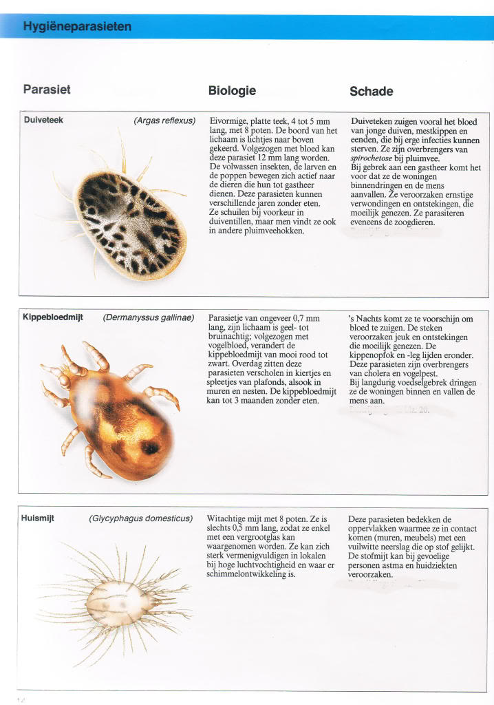 Insekten in en rond de voliëre, binnenhokken... deel 1 Bayerparasieten101