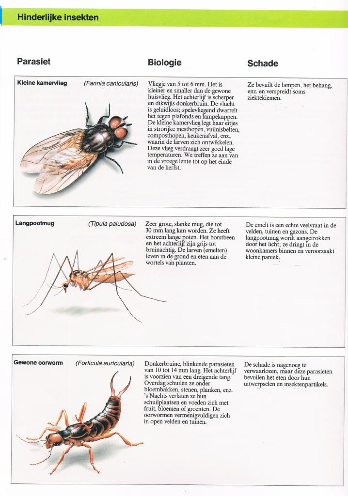 Insekten in en rond de voliëre, binnenhokken... deel 2 Bayerparasieten121