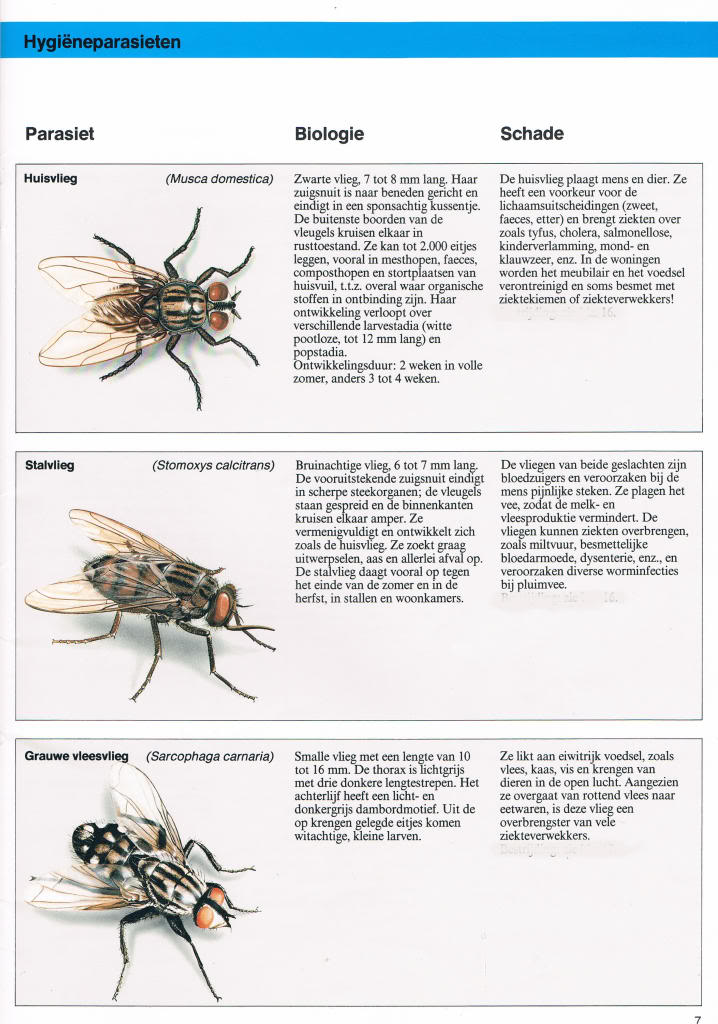 Insekten in en rond de voliëre, binnenhokken... deel 1 Bayerparasieten31