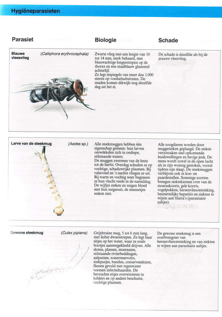 Insekten in en rond de voliëre, binnenhokken... deel 1 Bayerparasieten41