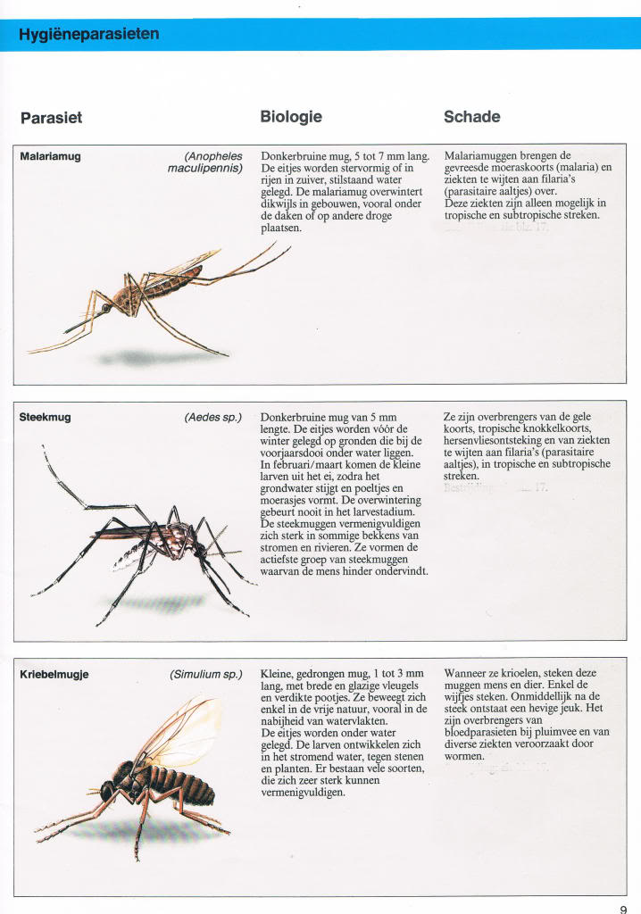 Insekten in en rond de voliëre, binnenhokken... deel 1 Bayerparasieten51