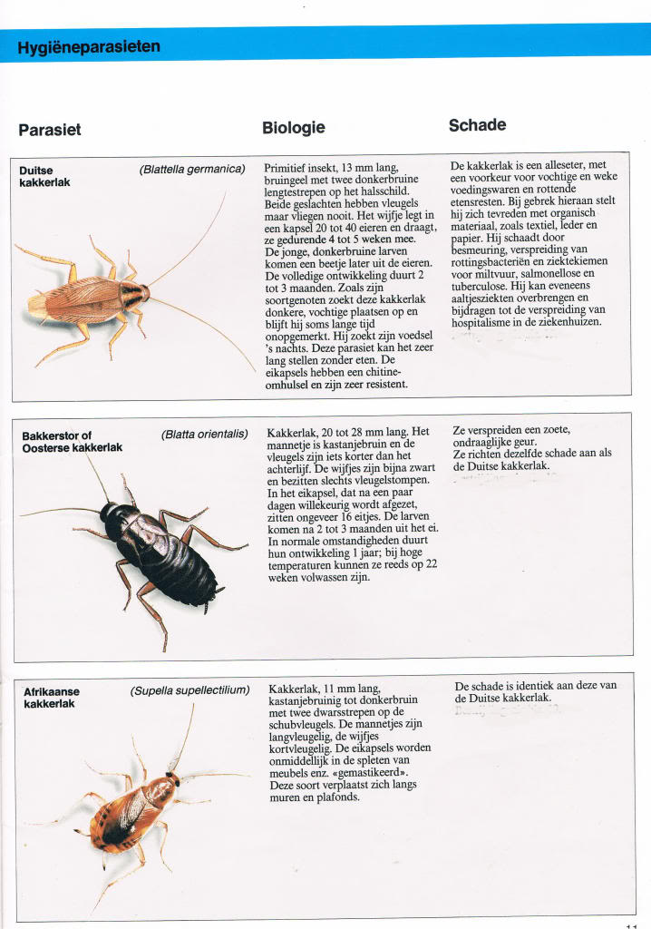 Insekten in en rond de voliëre, binnenhokken... deel 1 Bayerparasieten71