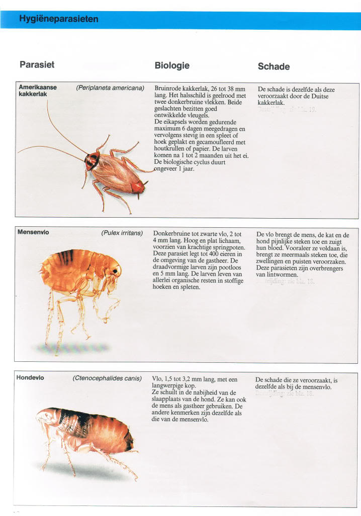 Insekten in en rond de voliëre, binnenhokken... deel 1 Bayerparasieten81