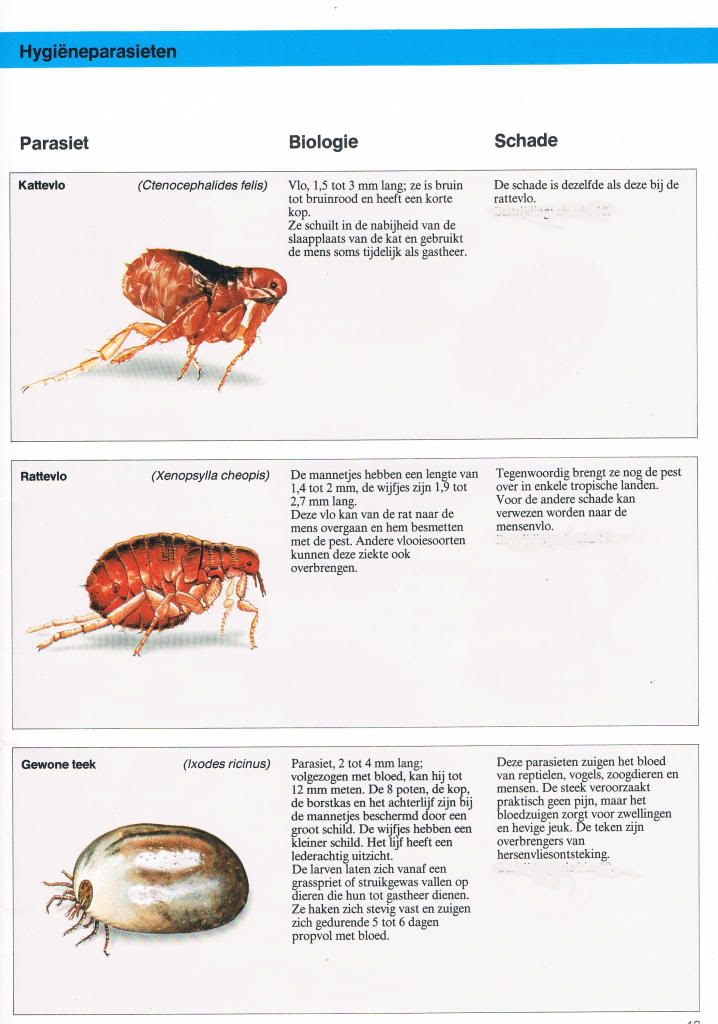 Insekten in en rond de voliëre, binnenhokken... deel 1 Bayerparasieten91