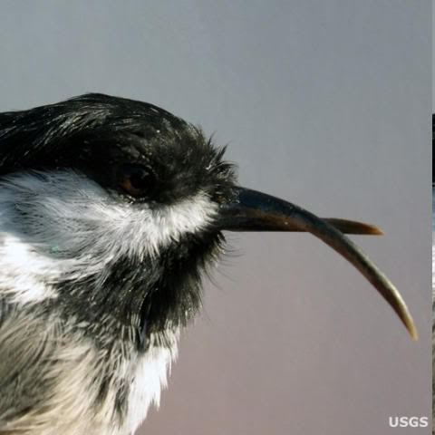 Bekken van vogels : schimmels ? BeakChytridfungus