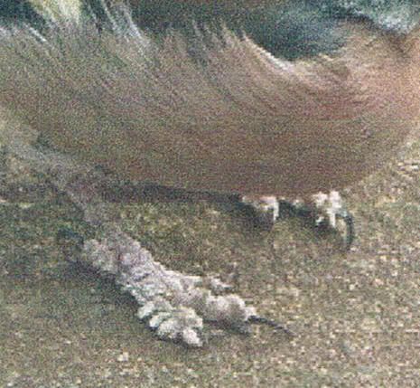 Een pootprobleem met een virale oorsprong. Papillomabotvink1detail