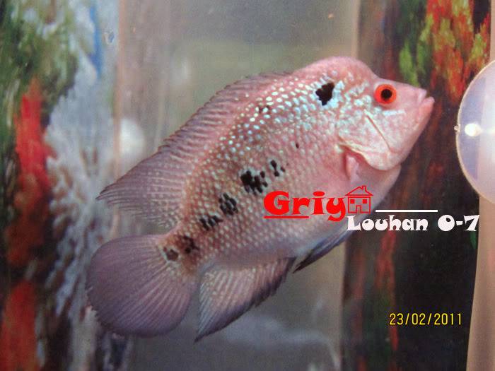 Louhan O Series + Female Louhan : For sale LOUHANO-7-1