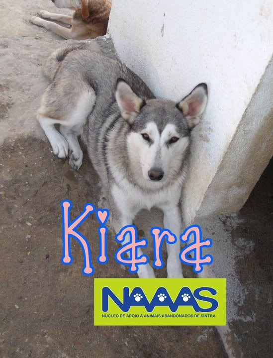 Kira Xhusky na adopção - NAAAS Sintra 47382_1177230927054_1716549633_350273_2760904_n-1