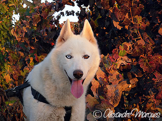 Euphoria-Husky de cor "Isabella White"  - ADOPTADA! Euphoria23