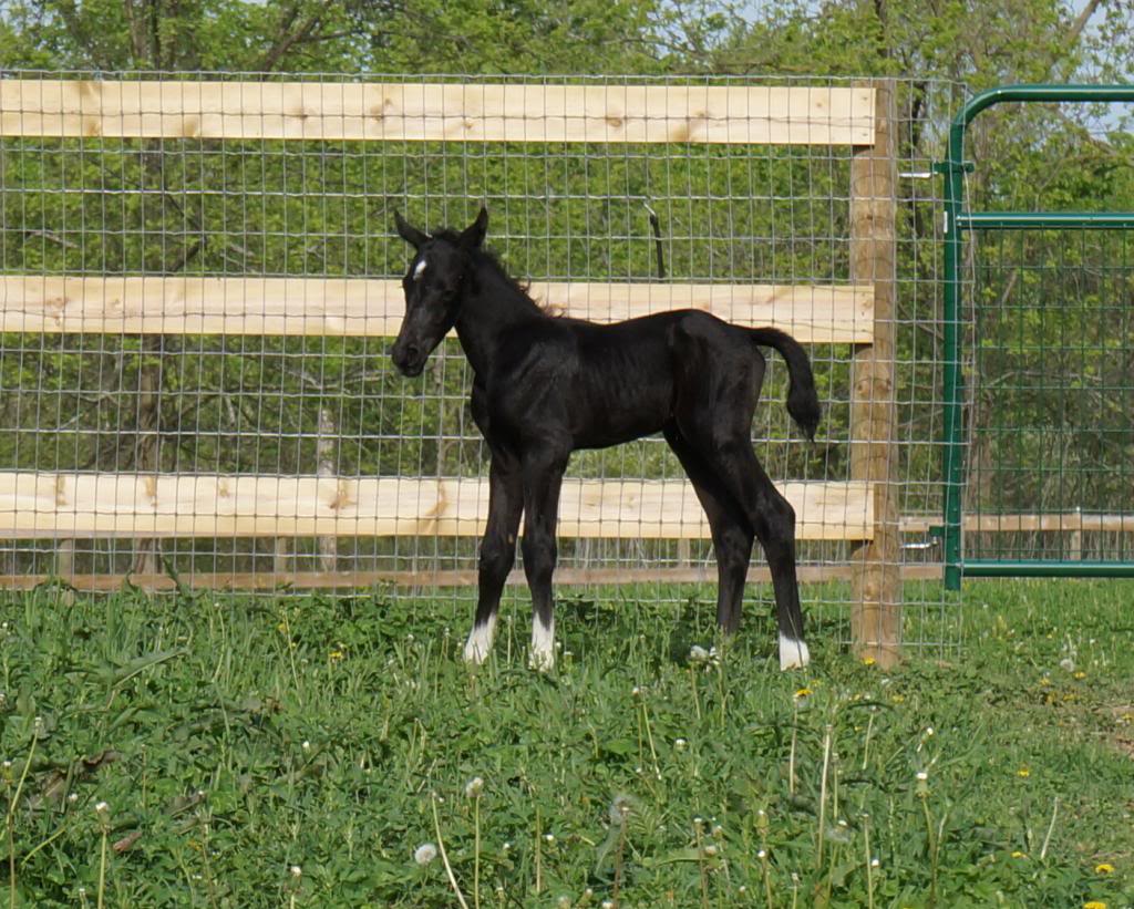 Marschstiefel - 2013 colt by Argent Moon FLF DSC01512_zps7a4a9664