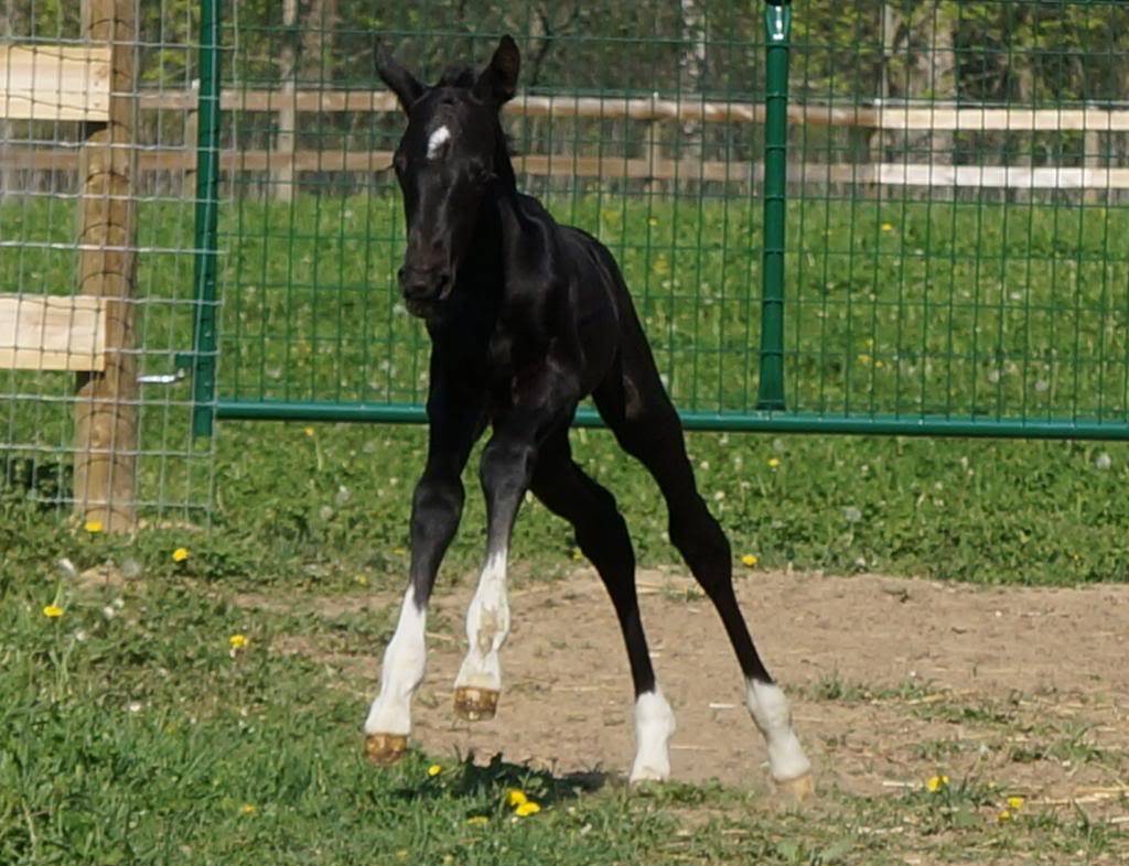 Marschstiefel - 2013 colt by Argent Moon FLF DSC01662_zps1795c09c