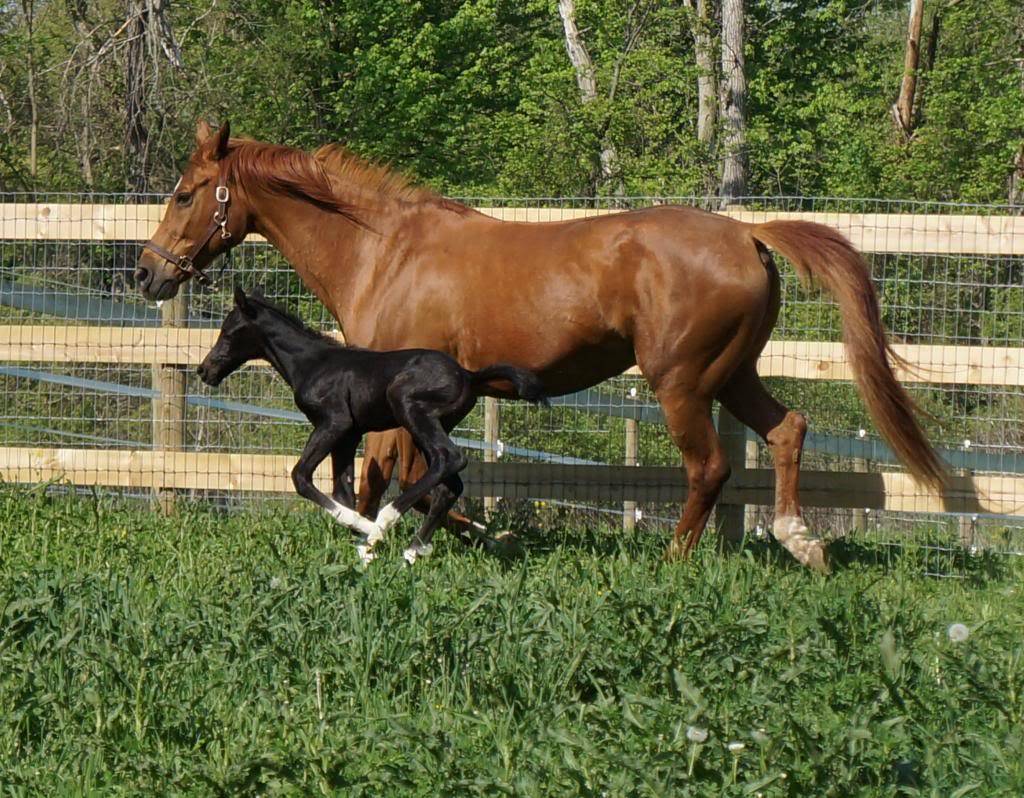 Marschstiefel - 2013 colt by Argent Moon FLF DSC01692_zpsb2148bc3