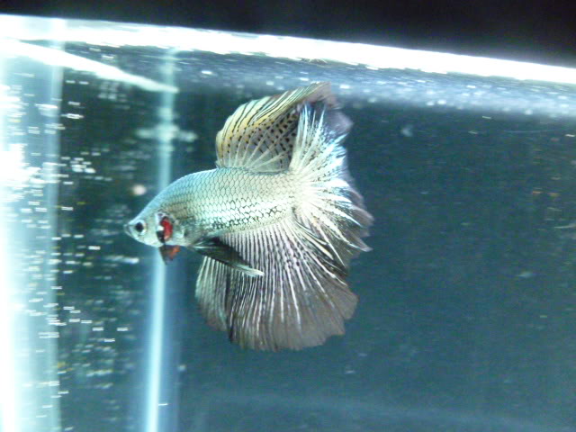 aqui unos bettas que mantengo P1050331