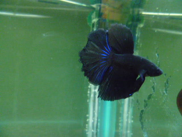 aqui unos bettas que mantengo P1050520