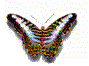 Vlinder - Animaties X5uont