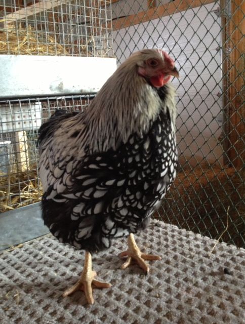 Two LF silver laced wyandotte cockerels. sold 3-3_zps42d09895