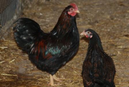 Bantam Barnevelders for sale in pairs (pics added) IMG_7891_zps90a13e60