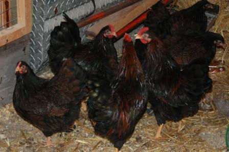 Bantam Barnevelders for sale in pairs (pics added) IMG_7902_zpsbaf64f1c