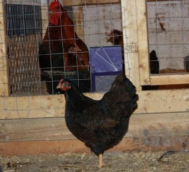 Bantam Barnevelders for sale in pairs (pics added) IMG_7923_zpsb7e9b6a3