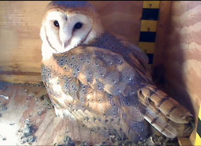 SYDNEY & MEL NEW CLUTCH 2012 (2 Owlets) SUPER BOWL SUNDAY !!! IDIDIT