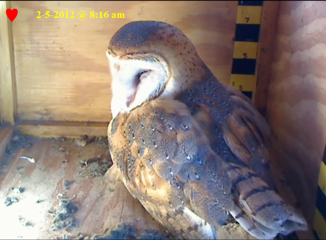 SYDNEY & MEL NEW CLUTCH 2012 (2 Owlets) SUPER BOWL SUNDAY !!! Resting