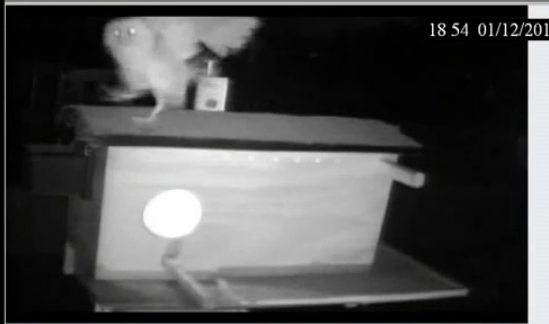 1/12/12 Barn Owls at Mel & Syd Site Morning & evening Videos and Pics  1owl