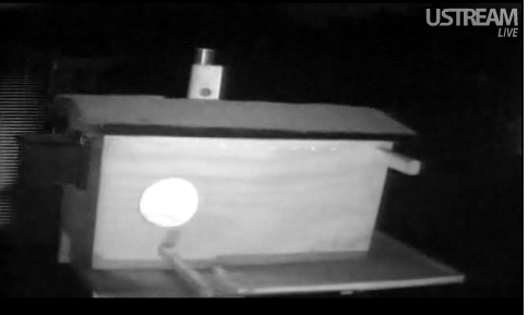 1/12/12 Barn Owls at Mel & Syd Site Morning & evening Videos and Pics  2owls-1