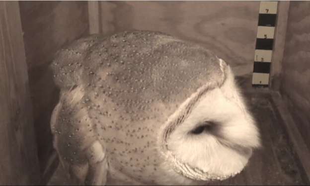 1/12/12 Barn Owls at Mel & Syd Site Morning & evening Videos and Pics  Mel-2