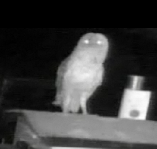 These are The Owls of Our Lives  Tuesday Night  Whoisthis