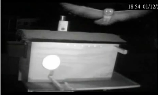 1/12/12 Barn Owls at Mel & Syd Site Morning & evening Videos and Pics  Comingbackin